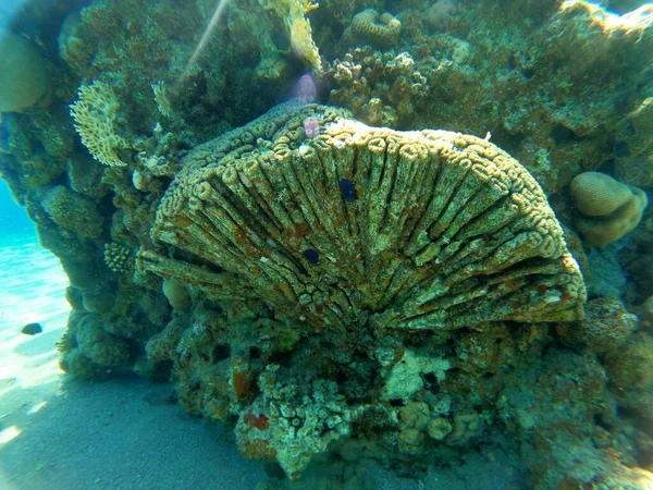 Коралловые Рифы Водные Растения Красном Море Эйлат Израиль — стоковое фото