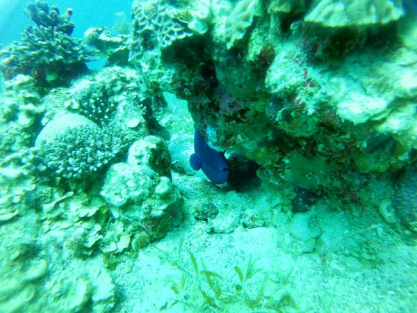Korallrev Och Vattenväxter Röda Havet Eilat Israel — Stockfoto