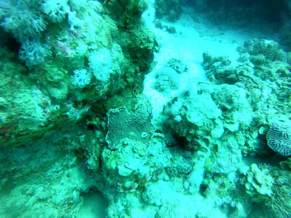 Récif Corallien Plantes Aquatiques Dans Mer Rouge Eilat Israël — Photo