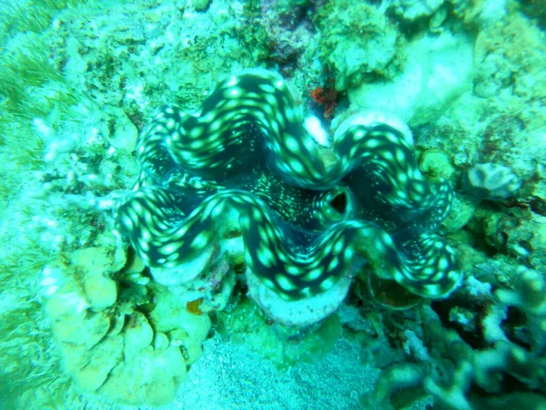 Giant Clam Red Sea Colorful Beautiful Eilat Israel — Stock Photo, Image