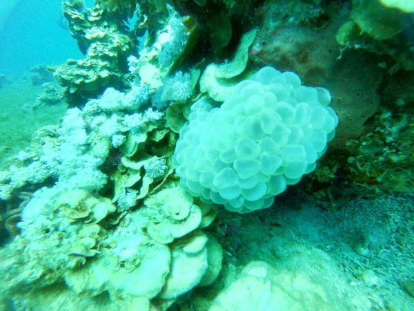 Recifes Coral Plantas Água Mar Vermelho Eilat Israel — Fotografia de Stock