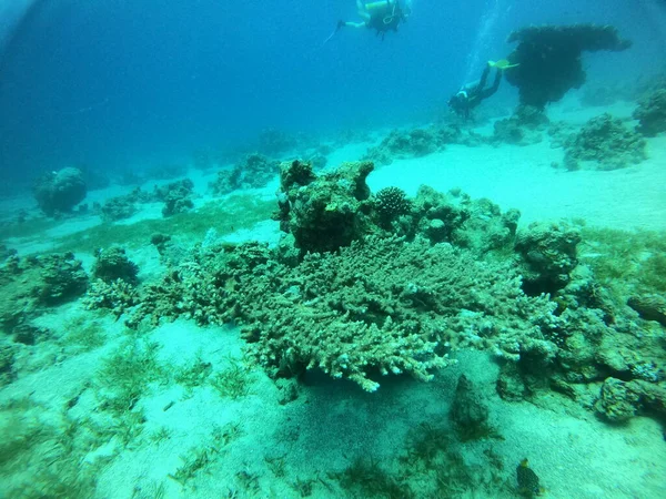 Koraalrif Waterplanten Rode Zee Eilat Israël — Stockfoto