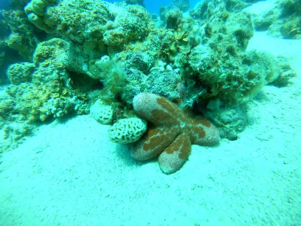 Estrella Mar Fondo Marino Mar Rojo Eilat Israel — Foto de Stock