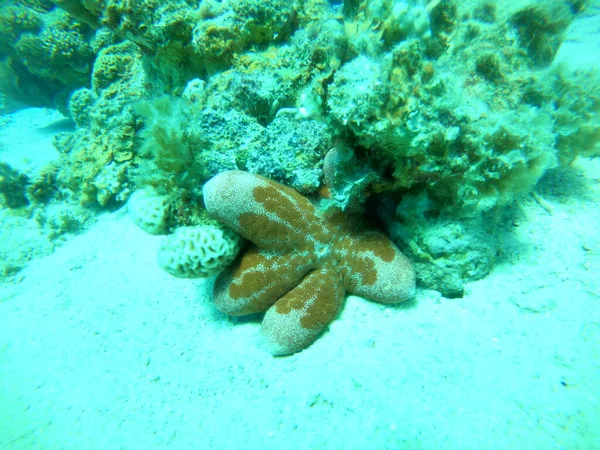 Estrella Mar Fondo Marino Mar Rojo Eilat Israel — Foto de Stock