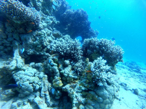 Kızıldeniz Deki Mercan Resifi Bitkileri Eilat Israel — Stok fotoğraf