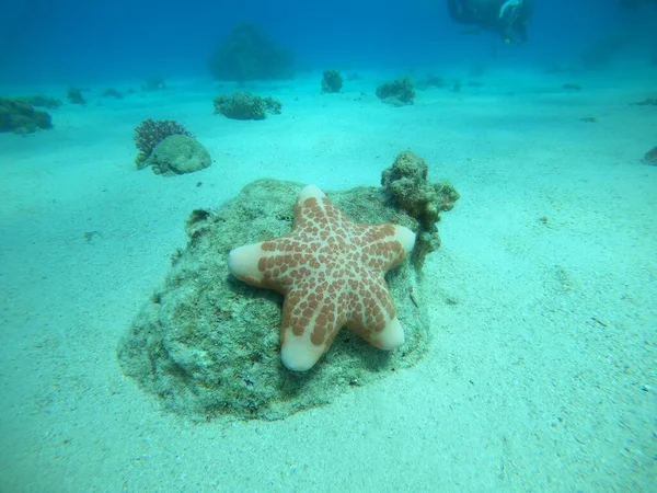 Estrella Mar Fondo Marino Mar Rojo Eilat Israel — Foto de Stock