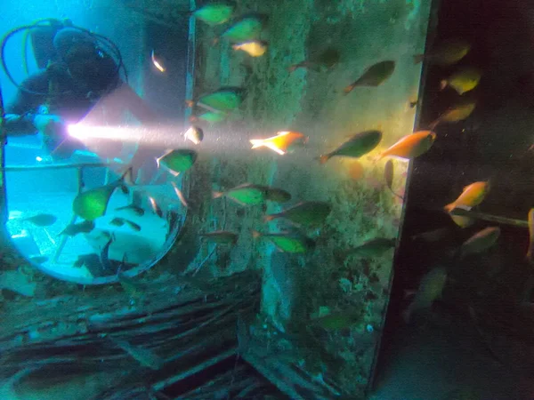 Kızıl Denizde Yüzen Balıklar Renkli Balıklar Eilat Srail — Stok fotoğraf