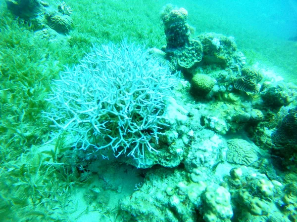 Recifes Coral Plantas Água Mar Vermelho Eilat Israel — Fotografia de Stock