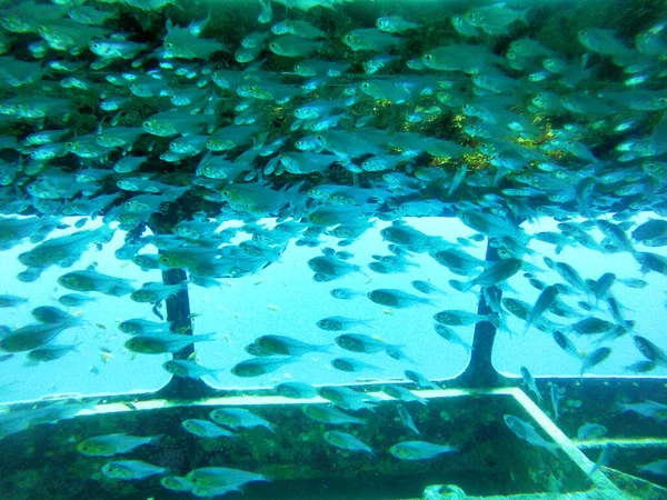 Fish Swimming Red Sea Colorful Fish Eilat Israel — Stock Photo, Image