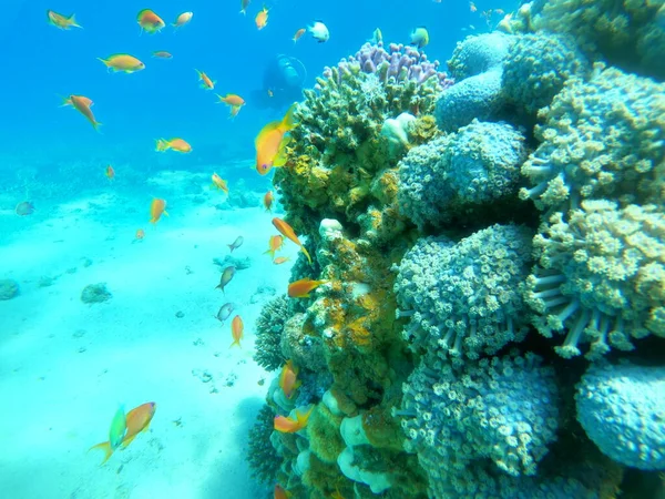 以色列埃拉特红海的珊瑚礁和水生植物 — 图库照片