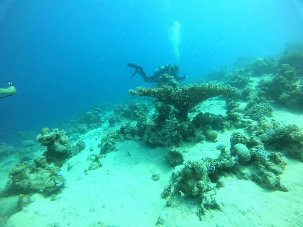 Korallenriff Und Wasserpflanzen Roten Meer Eilat Israel — Stockfoto