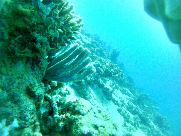 Arrecife Coral Plantas Agua Mar Rojo Eilat Israel —  Fotos de Stock