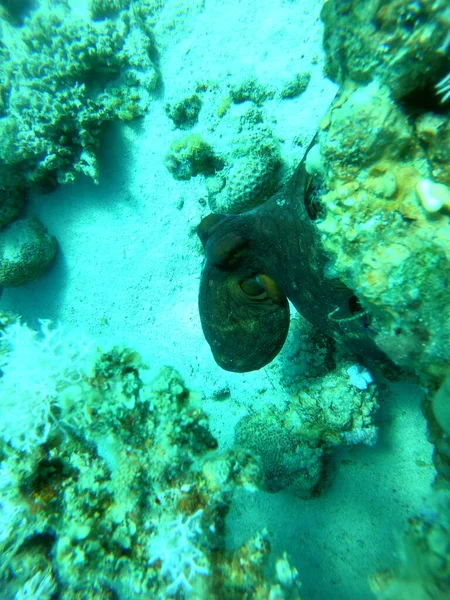 Pulpo Rey Del Camuflaje Mar Rojo Eilat Israel — Foto de Stock