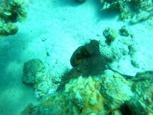 Pieuvre Roi Camouflage Dans Mer Rouge Eilat Israël — Photo