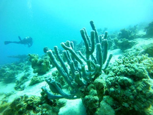 Coral Reef Water Plants Red Sea Eilat Israel — Stock Photo, Image