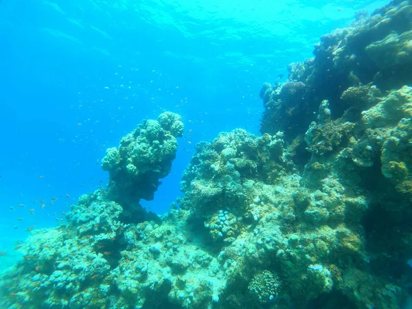 Kızıldeniz Deki Mercan Resifi Bitkileri Eilat Israel — Stok fotoğraf