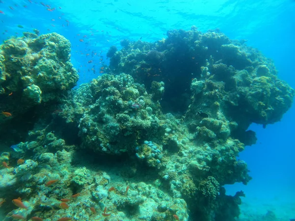Korallrev Och Vattenväxter Röda Havet Eilat Israel — Stockfoto