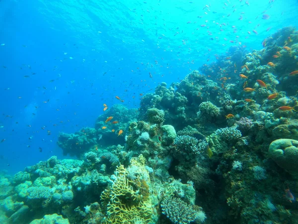 Recifes Coral Plantas Água Mar Vermelho Eilat Israel — Fotografia de Stock