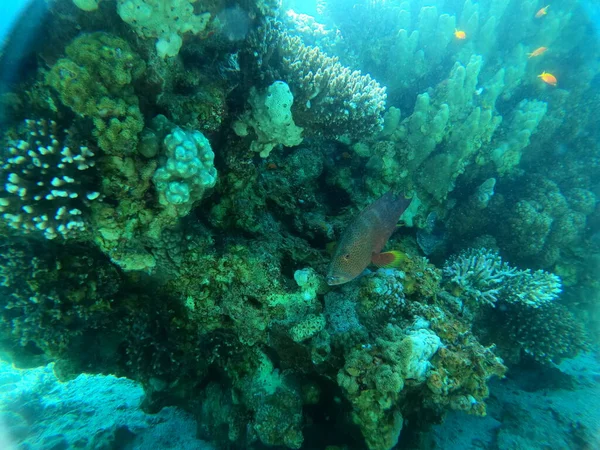 Recifes Coral Plantas Água Mar Vermelho Eilat Israel — Fotografia de Stock