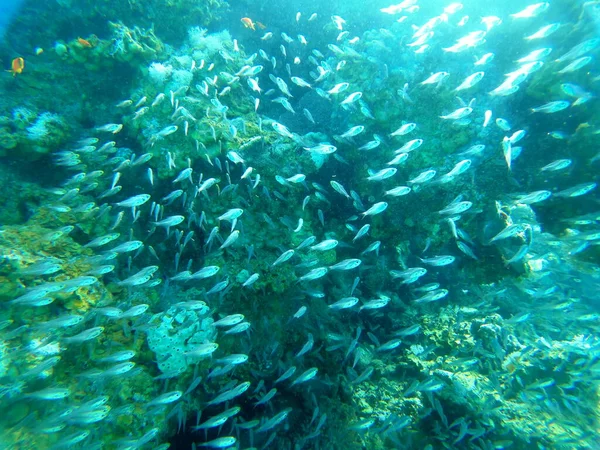 Poissons Nageant Dans Mer Rouge Poissons Colorés Eilat Israël — Photo