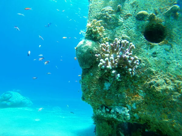 Arrecife Coral Plantas Agua Mar Rojo Eilat Israel — Foto de Stock