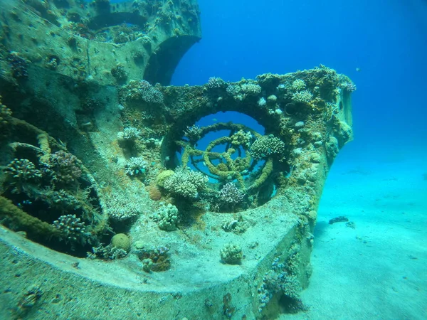 Koraalrif Waterplanten Rode Zee Eilat Israël — Stockfoto