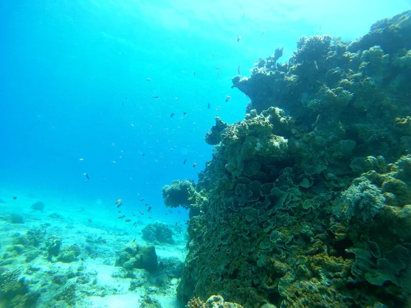 Recifes Coral Plantas Água Mar Vermelho Eilat Israel — Fotografia de Stock