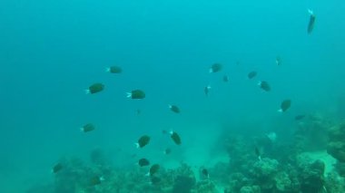 Kızıl Denizde yüzen balıklar, renkli balıklar, Eilat İsrail