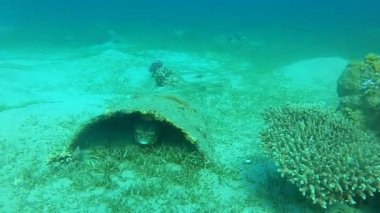 Kızıl Denizde yüzen balıklar, renkli balıklar, Eilat İsrail