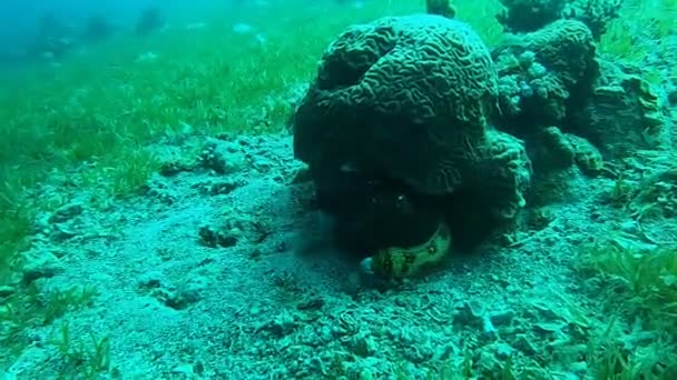 Moray Eel Mooray Lycodontis Undulatus Mar Rojo Eilat Israel — Vídeos de Stock