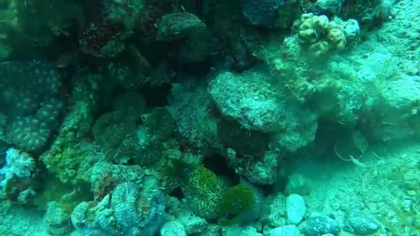Muränen Mooray Lycodontis Undulatus Roten Meer Eilat Israel — Stockvideo
