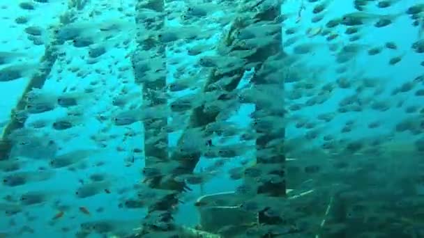 Vissen Zwemmen Rode Zee Kleurrijke Vissen Eilat Israel — Stockvideo