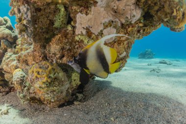 Kızıl Denizde yüzen balıklar, renkli balıklar, Eilat İsrail