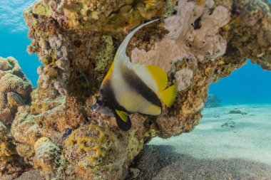 Kızıl Denizde yüzen balıklar, renkli balıklar, Eilat İsrail