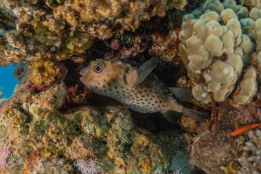 Kızıl Denizde yüzen balıklar, renkli balıklar, Eilat İsrail