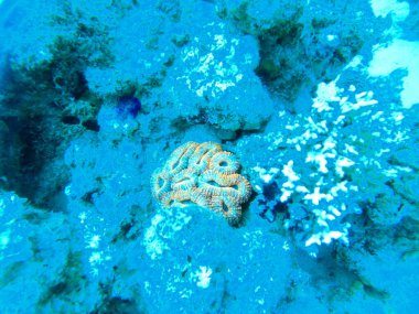 Kızıldeniz 'deki mercan resifi ve su bitkileri, Eilat Israel