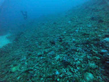 Kızıldeniz 'deki mercan resifi ve su bitkileri, Eilat Israel