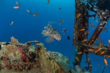 Kızıl Deniz 'deki aslan balığı renkli balık, Eilat Israel
