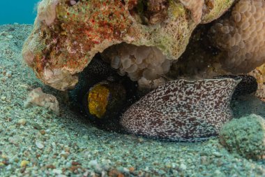 Moray eel Mooray lycodontis Kızıldenizde dalgalanma, Eilat Israel