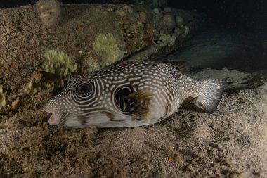 Kızıl Denizde yüzen balıklar, renkli balıklar, Eilat İsrail