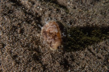 Kızıl Deniz 'deki mürekkep balığı Renkli ve güzel, Eilat Israel