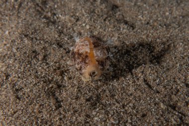 Kızıl Deniz 'deki mürekkep balığı Renkli ve güzel, Eilat Israel