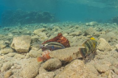 Kızıl Deniz 'deki kamuflajın kralı, Eilat Israel. 