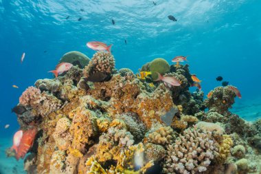 Kızıl Denizde yüzen balıklar, renkli balıklar, Eilat İsrail