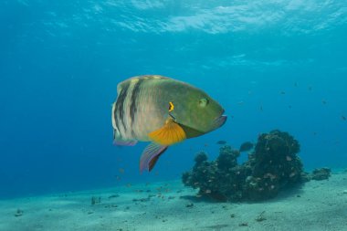 Kızıl Denizde yüzen balıklar, renkli balıklar, Eilat İsrail