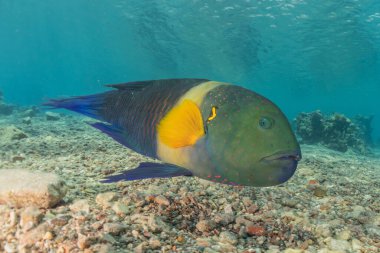 Kızıl Denizde yüzen balıklar, renkli balıklar, Eilat İsrail