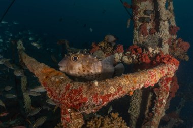 Kızıl Denizde yüzen balıklar, renkli balıklar, Eilat İsrail