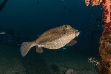 Kızıl Denizde yüzen balıklar, renkli balıklar, Eilat İsrail