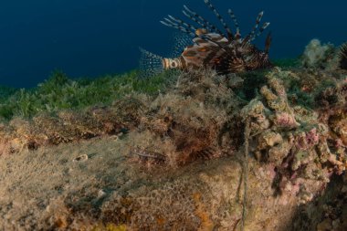 Kızıl Deniz 'deki aslan balığı renkli balık, Eilat Israel