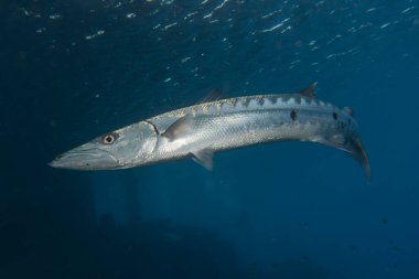 Kızıl Denizde yüzen balıklar, renkli balıklar, Eilat İsrail